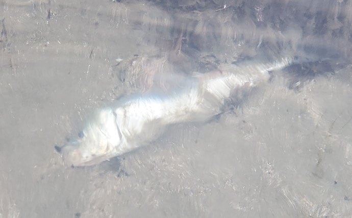 マイワシが大量に漂着した海岸で55cmシーバスをキャッチ【新潟】ストラクチャー狙いが的中