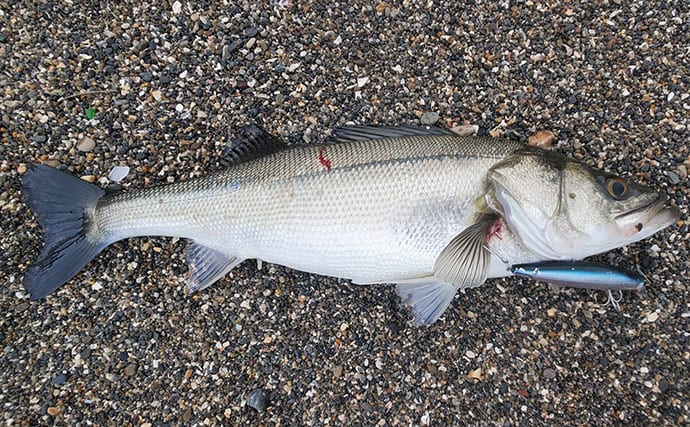 マイワシが大量に漂着した海岸で55cmシーバスをキャッチ【新潟】ストラクチャー狙いが的中