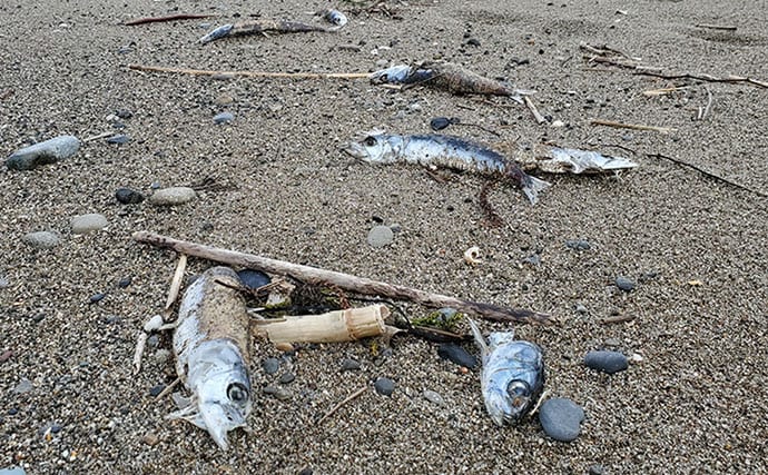 マイワシが大量に漂着した海岸で55cmシーバスをキャッチ【新潟】ストラクチャー狙いが的中