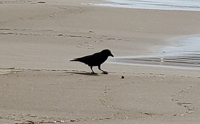 マイワシが大量に漂着した海岸で55cmシーバスをキャッチ【新潟】ストラクチャー狙いが的中