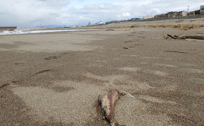 マイワシが大量に漂着した海岸で55cmシーバスをキャッチ【新潟】ストラクチャー狙いが的中