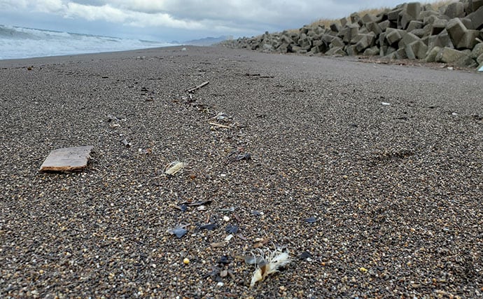 マイワシが大量に漂着した海岸で55cmシーバスをキャッチ【新潟】ストラクチャー狙いが的中