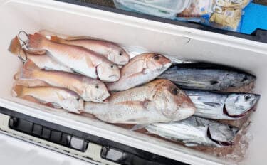 焼津沖シロアマダイで初心者含めて全員安打達成!【大丸】タイラバに好反応