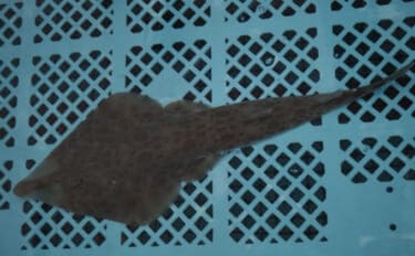 「サメみたいなエイ」と「エイみたいなサメ」　分類がややこしいサカナたち