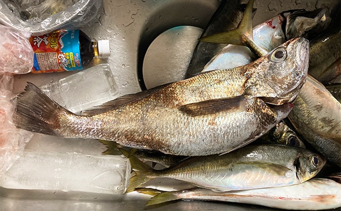 53cmの超大型アジお目見え！【大阪】バチコンアジングで良型アジが続々登場