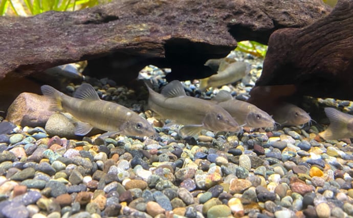 日本で絶滅危惧種の魚「アユモドキ」の仲間をカンボジアで食べてみた