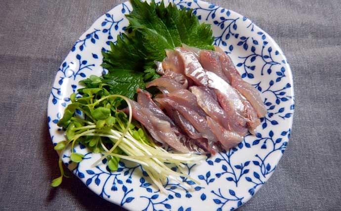 「アジを食わせて青物狙撃！」落とし込み釣りで70cmワラサキャッチ【愛知】