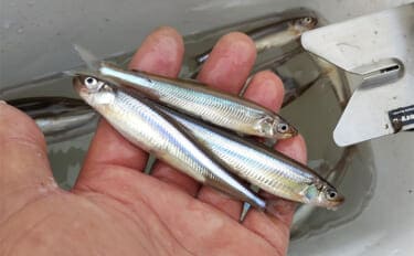 相模湖のボートワカサギ釣りで213尾手中!【神奈川】仕掛け変更と拾い釣り戦略が奏功