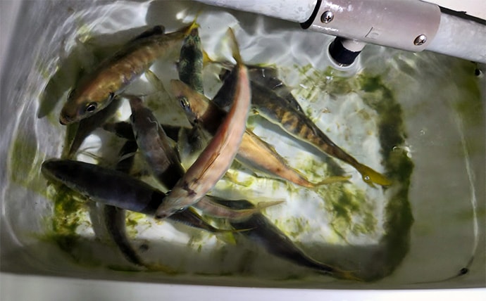 ボートアジングで27cm頭に良型アジ入れ食い!【北九州】軽量ジグヘッドと小型ワームが的中