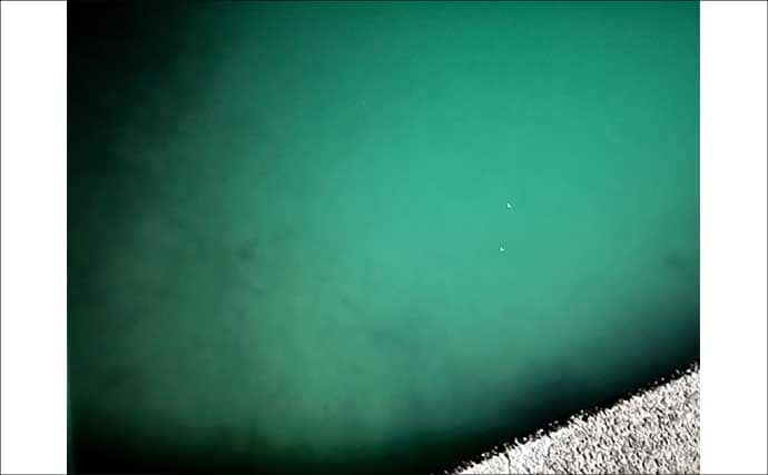 漁港エギング釣行でコウイカ5連発！「ボトムウォーク」アクションが的中