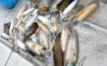 ティップランエギングでアオリイカ20杯と爆釣【新潟・琉神丸】ロングステイが決め手