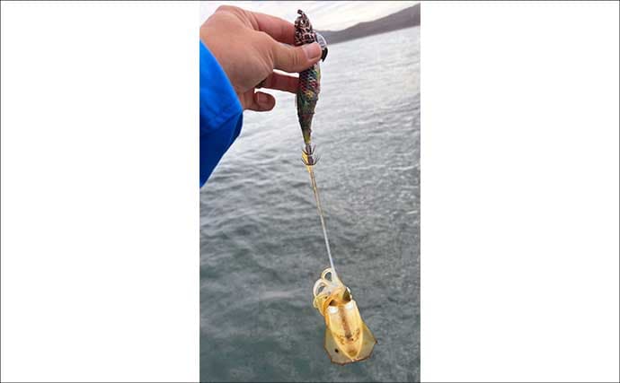 ティップランエギングでアオリイカ20杯と爆釣【新潟・琉神丸】ロングステイが決め手