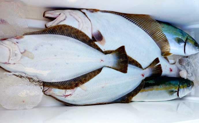 【沖釣り釣果速報】ガツンと本命ヒット！　鳥羽沖のカットウ釣りで良型トラフグを好捕（三重）