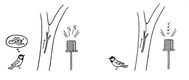 鈴木さんが行った実験は、見間違えを利用したもの。ヘビを警戒する音を聞かせながらヘビほどのサイズの枝を引き上げると、シジュウカラは必ず枝を確認しに行く（=ヘビと見間違える）という。特定の音がヘビのイメージを想起させることを示した。