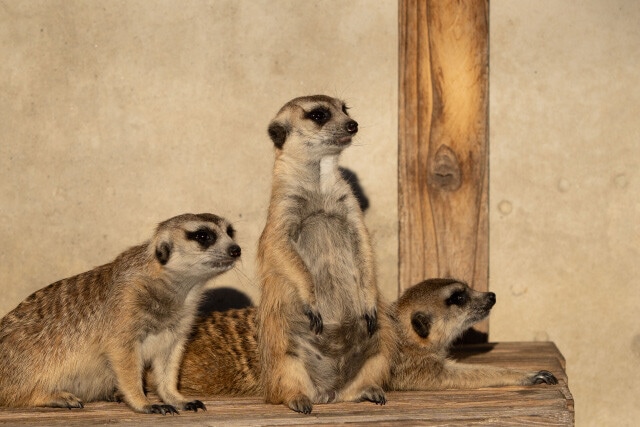 アフリカ南部に棲息するミーアキャット。「キャット」とつくが、実際はマングースの仲間。