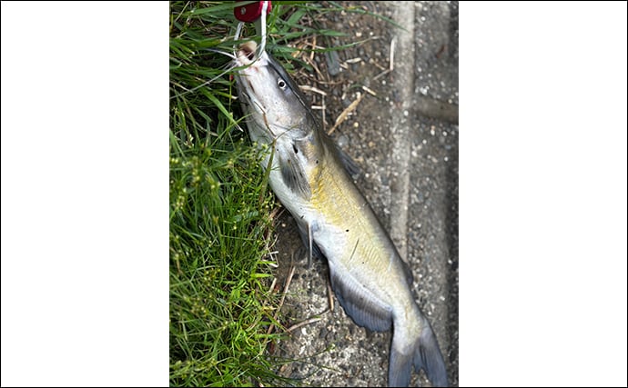 ファミリーフィッシングで手軽に大物釣りたいなら【アメリカナマズ釣りで決まり!】