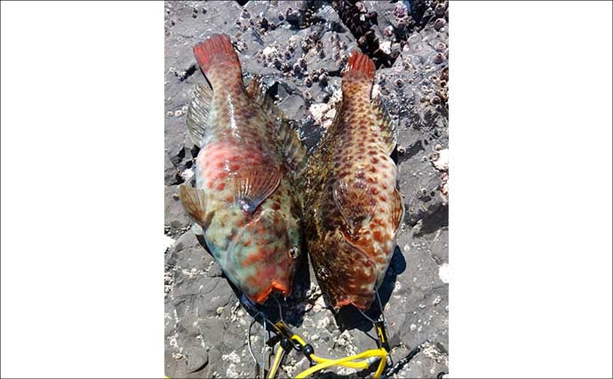 冬が旬のご当地ターゲット『イガミ（ブダイ）』釣りに挑戦　釣り方微調整で本命に迫る