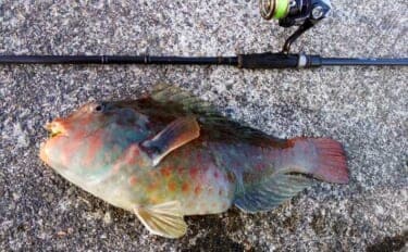 冬が旬のご当地ターゲット『イガミ(ブダイ)』釣りに挑戦 釣り方微調整で本命に迫る