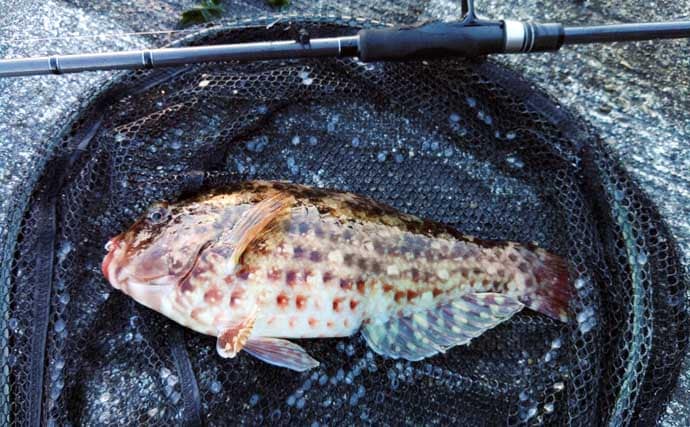 冬が旬のご当地ターゲット『イガミ（ブダイ）』釣りに挑戦　釣り方微調整で本命に迫る