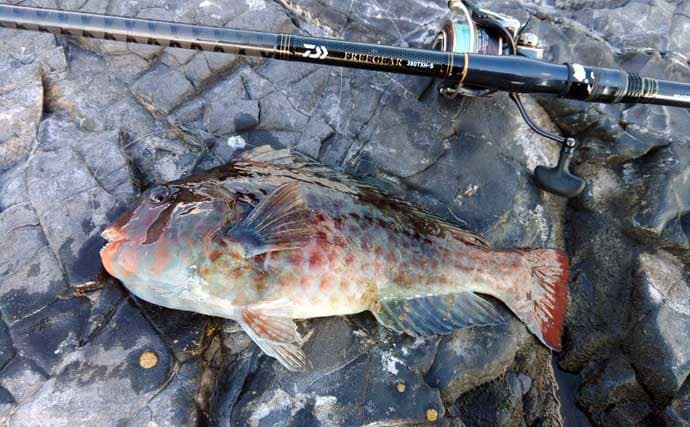 冬が旬のご当地ターゲット『イガミ（ブダイ）』釣りに挑戦　釣り方微調整で本命に迫る