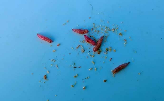 初心者でも楽しめるワカサギ釣りの基本　魅力・道具・釣り方を徹底解説