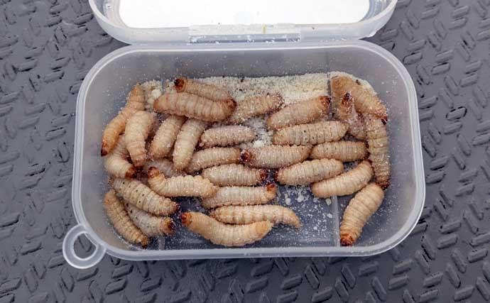 初心者でも楽しめるワカサギ釣りの基本　魅力・道具・釣り方を徹底解説