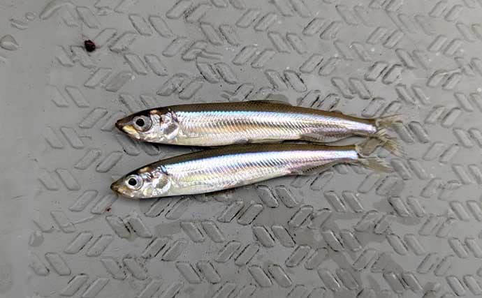 初心者でも楽しめるワカサギ釣りの基本　魅力・道具・釣り方を徹底解説