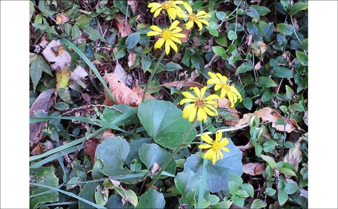 冬に釣り場で見ることができる植物たち　釣りシーズン開幕の目安になることも