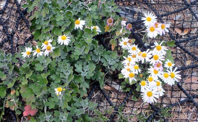 冬に釣り場で見ることができる植物たち　釣りシーズン開幕の目安になることも