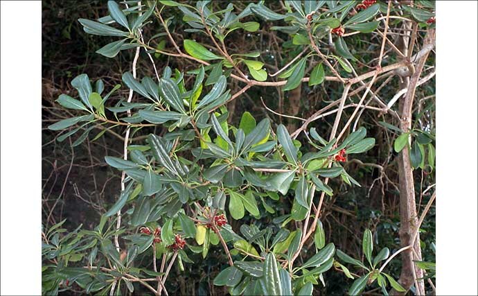 冬に釣り場で見ることができる植物たち　釣りシーズン開幕の目安になることも