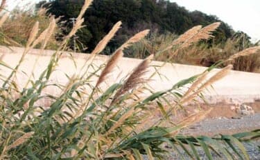 冬に釣り場で見ることができる植物たち 釣りシーズン開幕の目安になることも