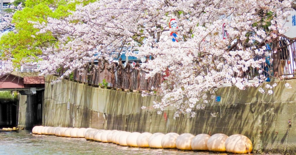 横浜お花見クルーズ用_桜1