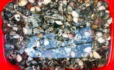 『ポートパーク』での潮干狩りでアサリ3.8kgをゲット!【千葉】ハマグリも交じる