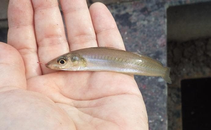 海老川河口のハゼ釣りでマハゼ16匹【千葉】釣れるポイントは限定的か?