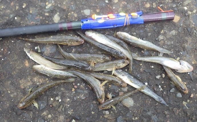 海老川河口のハゼ釣りでマハゼ16匹【千葉】釣れるポイントは限定的か?
