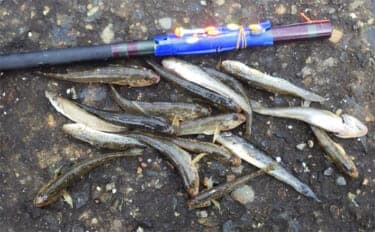 海老川河口のハゼ釣りでマハゼ16匹【千葉】釣れるポイントは限定的か?