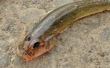 名港貯木場のウキ釣りでハゼ25匹キャッチ!【愛知】セイゴ交じりで手応え十分