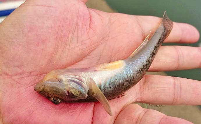 名港貯木場のウキ釣りでハゼ25匹キャッチ!【愛知】セイゴ交じりで手応え十分
