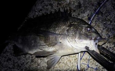 メバリングロッド流用チニングで45cm級チヌに50cmシーバス メバル用プラグにヒット