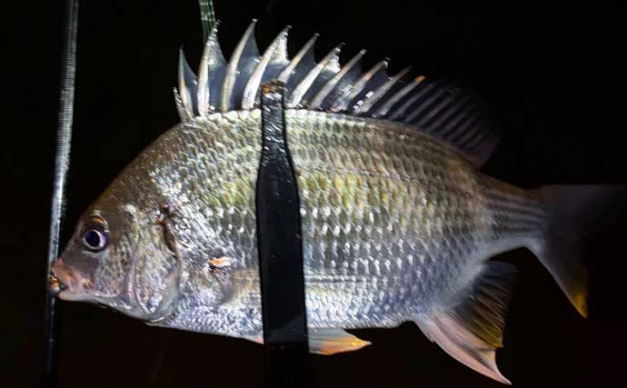 メバリングロッド流用チニングで45cm級チヌに50cmシーバス　メバル用プラグにヒット