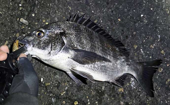 メバリングロッド流用チニングで45cm級チヌに50cmシーバス　メバル用プラグにヒット