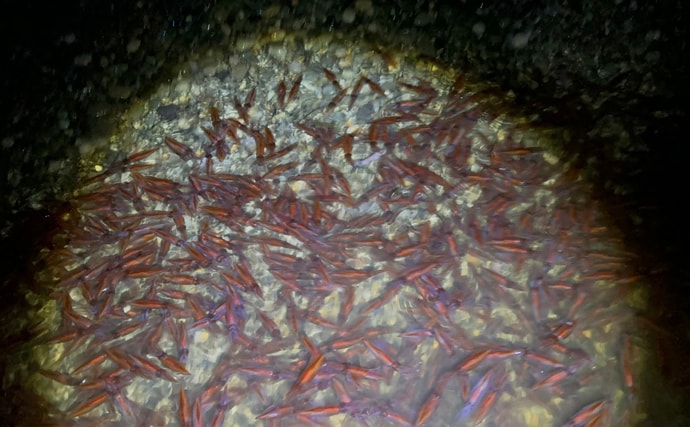 「鮮度抜群でも踊り食いは絶対NG！」 富山のホタルイカすくいは今年チャンスかも？