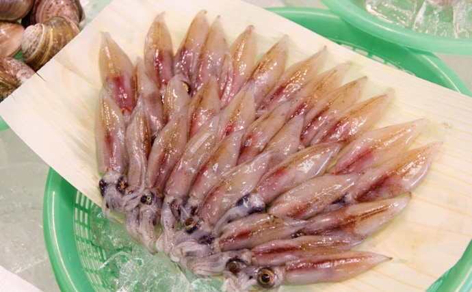 「鮮度抜群でも踊り食いは絶対NG！」 富山のホタルイカすくいは今年チャンスかも？