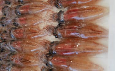 「鮮度抜群でも踊り食いは絶対NG！」 富山のホタルイカすくいは今年チャンスかも？