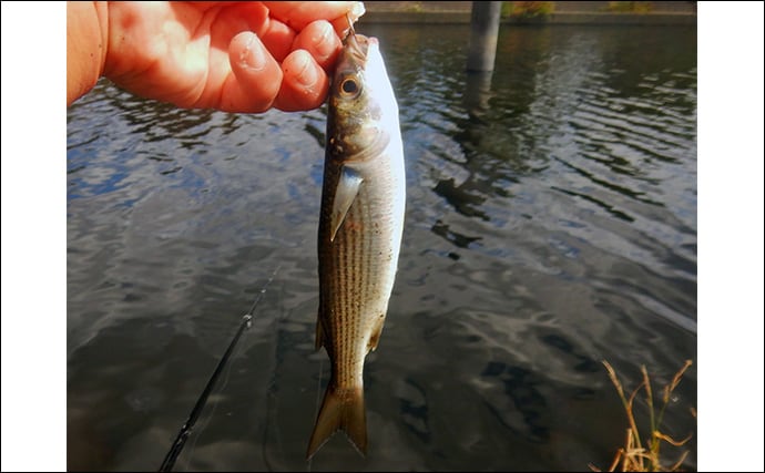 「メーター超え獲った！」荒川で101cmハクレンをキャッチ【埼玉】豆ボラ地獄を攻略