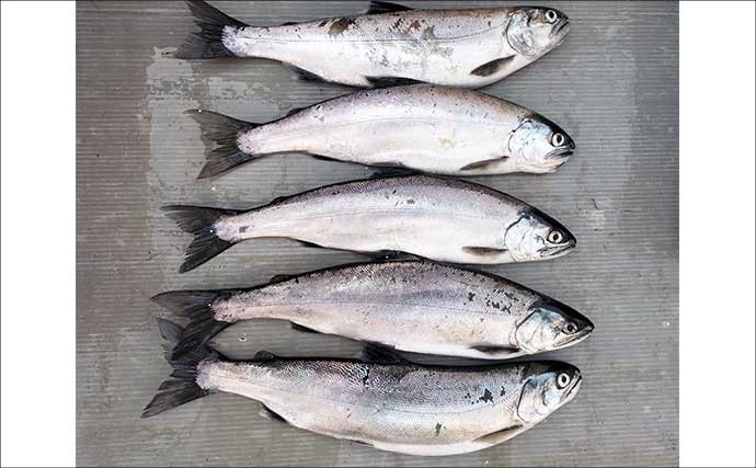 琵琶湖レイクトローリングでビワマス10匹好捕！【滋賀】50cm迫る良型連発