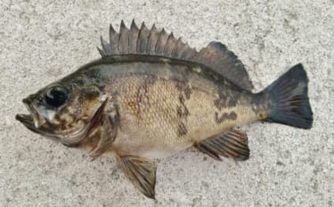 「鳴き声をあげてメスの鼻先で放尿する?」メバルの独特過ぎる求愛行動が明らかに