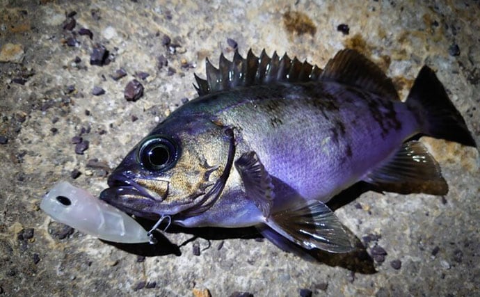 「鳴き声をあげてメスの鼻先で放尿する？」メバルの独特過ぎる求愛行動が明らかに