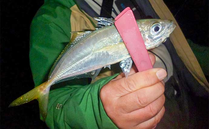 「メタルジグでアジが釣れる！？」鳥羽エリアのライトゲームで良型アジ＆根魚も好調【三重】