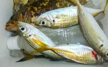 「メタルジグでアジが釣れる！？」鳥羽エリアのライトゲームで良型アジ＆根魚も好調【三重】